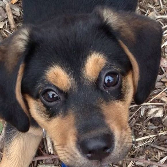 Meet your Posher, Bj - Picture 1 of 1